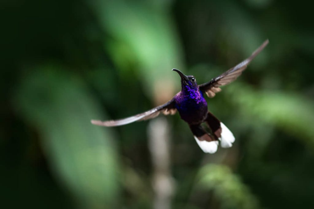 Kolibrie met paars en zwart verenkleed en witte staartveren vliegt met wijd uitgespreide vleugels tegen een groene achtergrond in Costa Rica