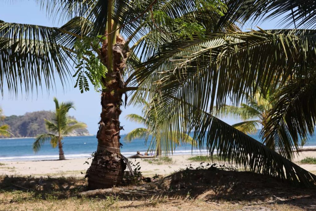 Kokospalm op de voorgrond van een zandstrand met uitzicht op een baai en een schiereiland in de verte in Costa Rica