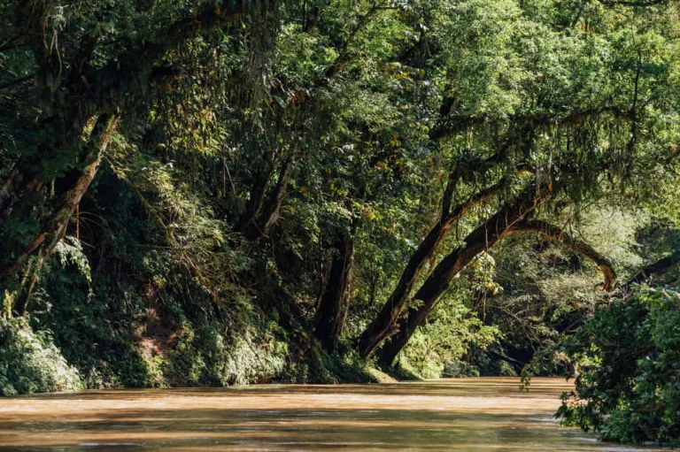 Bruin gekleurd water van de Peñas Blancas rivier stroomt rustig tussen overhangende, met mos begroeide bomen in het regenwoud