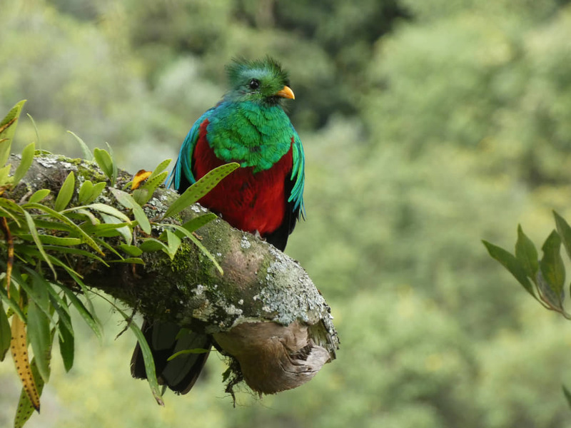 Een quetzal met glanzend groene kop en borst en een felrode buik zit op een bemoste tak tussen wazig groen bladerdek