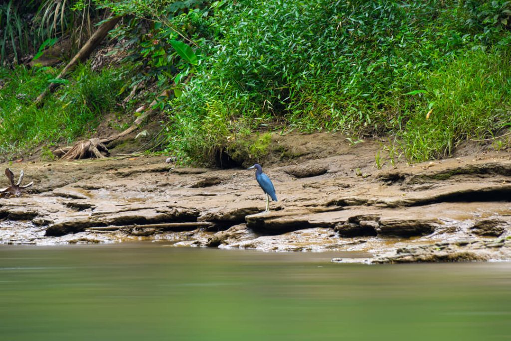 Blauwgrijze reiger staat stil op een rotsachtige zandoever langs een rivier, omringd door groene begroeiing