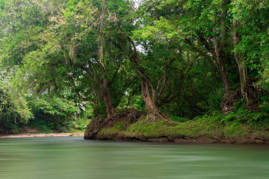 Kalme groene rivier maakt een bocht langs overhangende bomen met mosachtige begroeiing aan de oever