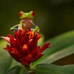 Een felgroene roodoogmakikikker met oranje pootjes zit op een rode bromelia bloem tussen groene bladeren in Costa Rica