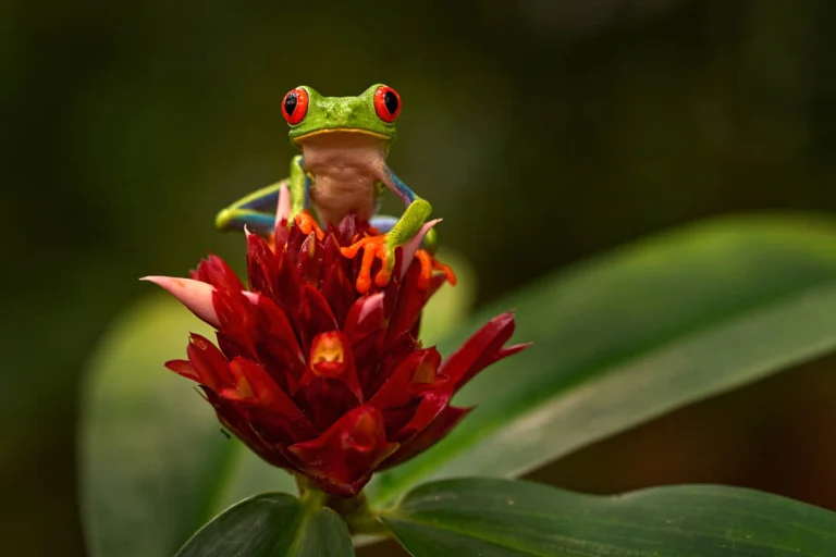 Een felgroene roodoogmakikikker met oranje pootjes zit op een rode bromelia bloem tussen groene bladeren in Costa Rica