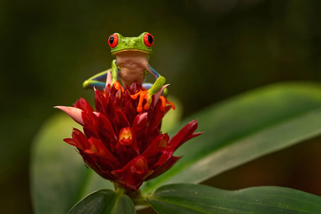 Een felgroene roodoogmakikikker met oranje pootjes zit op een rode bromelia bloem tussen groene bladeren in Costa Rica