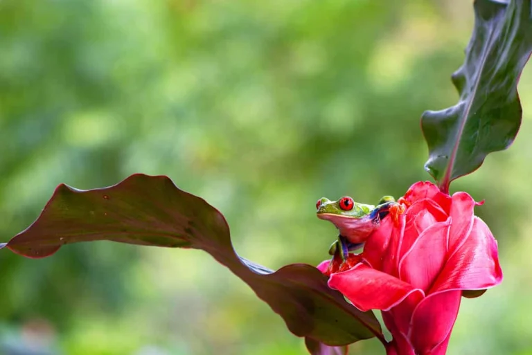 Een kleine groene roodoogmakikikker klimt op een felrode tropische bloem tussen groen bladgroen