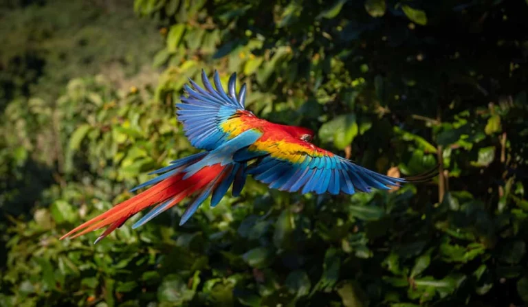 Een felgekleurde scharlaken ara vliegt met gespreide vleugels door een dicht groen regenwoud in Costa Rica