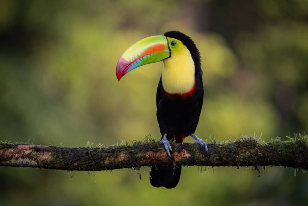 Toekan met een geel, zwart en rood verenkleed en een groenrode snavel zit op een bemoste tak tegen een groene achtergrond