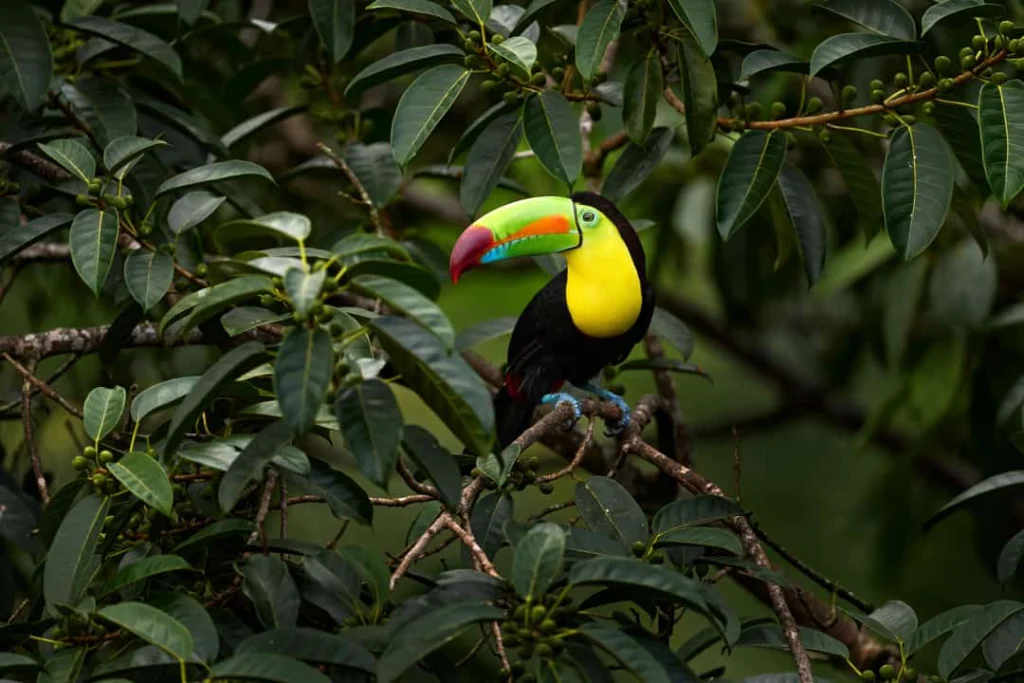 Toekan met een felgekleurde groene, oranje en rode snavel zit tussen de bladeren van een boom in het regenwoud van Costa Rica