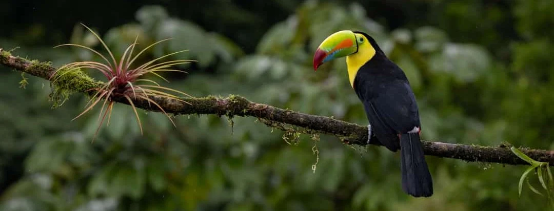 Een toekan met een geel-groene snavel zit op een bemoste tak tussen groen regenwoud in Costa Rica