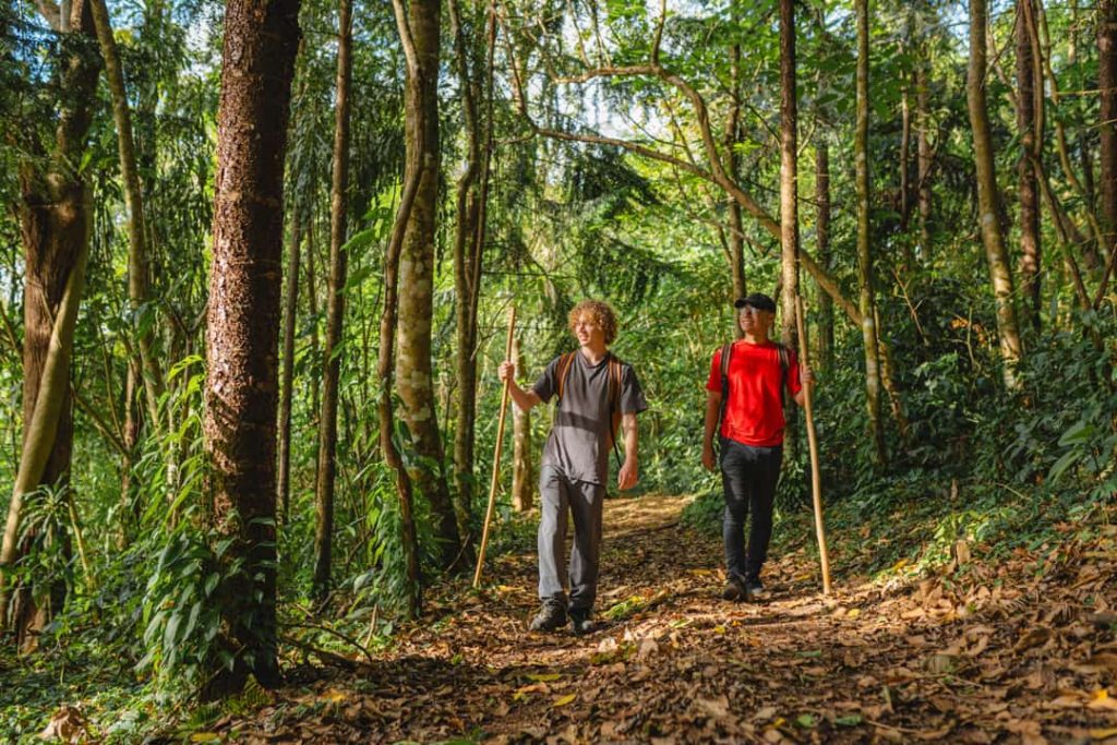 Twee mannen met rugzakken en wandelstokken lopen over een pad met bladeren tussen hoge bomen in zonovergoten bos