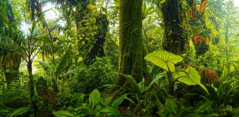 Dicht en weelderig regenwoud met mosbegroeide boomstammen en grote groene bladeren in Costa Rica