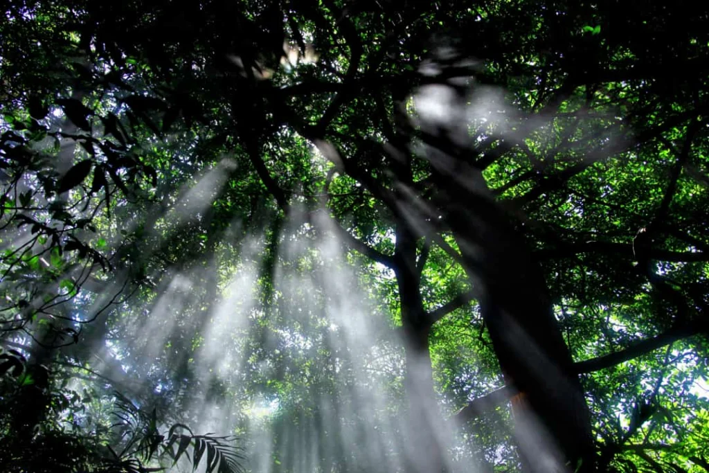 Lichtstralen schijnen door het bladerdak van hoge bomen in het regenwoud van Rincón de la Vieja National Park in Costa Rica