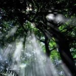 Lichtstralen schijnen door het bladerdak van hoge bomen in het regenwoud van Rincón de la Vieja National Park in Costa Rica
