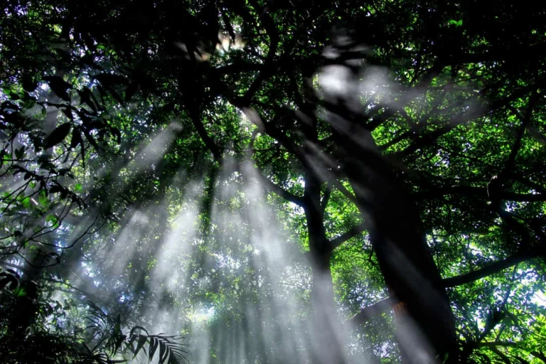 Lichtstralen schijnen door het bladerdak van hoge bomen in het regenwoud van Rincón de la Vieja National Park in Costa Rica