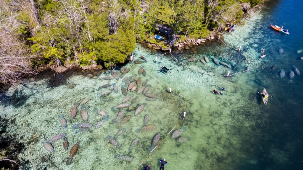 Luchtfoto van een groep zeekoeien die bijeen zwemmen in het kristalheldere water van Crystal River, met snorkelaars en een kano in de buurt