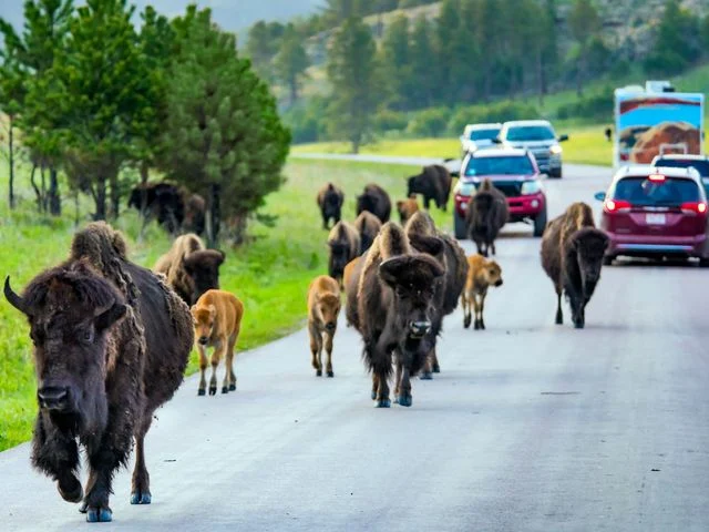 Kudde bizons met kalveren loopt over de weg terwijl auto's en campers erachter moeten wachten in Custer State Park