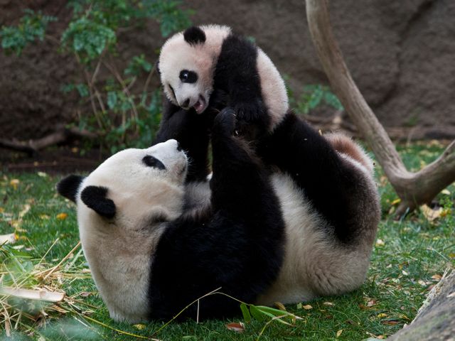 Grote pandabeer ligt op zijn rug in het gras terwijl een jonge panda boven op hem klimt en speelt tussen bamboetakken