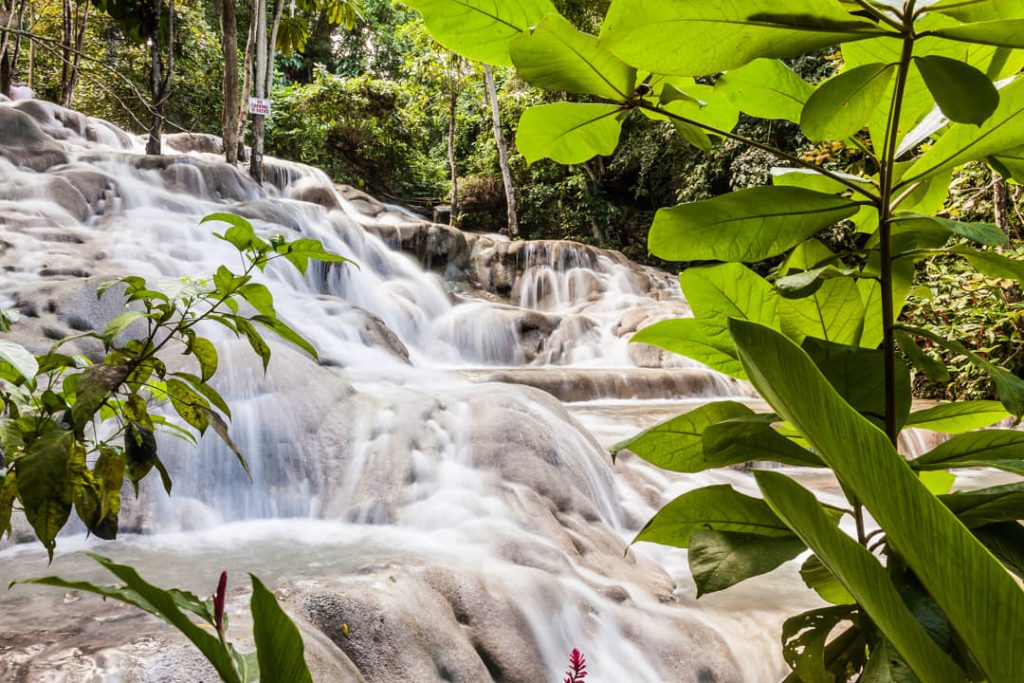 Kalkstenen watervaltrappen van Dunn's River Falls zijn deels zichtbaar achter grote groene bladeren op de voorgrond