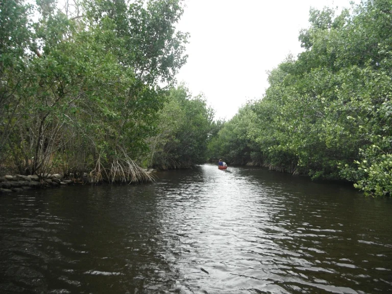 Een rode kano vaart over een rustige kreek tussen dichte mangrovebomen in Everglades National Park