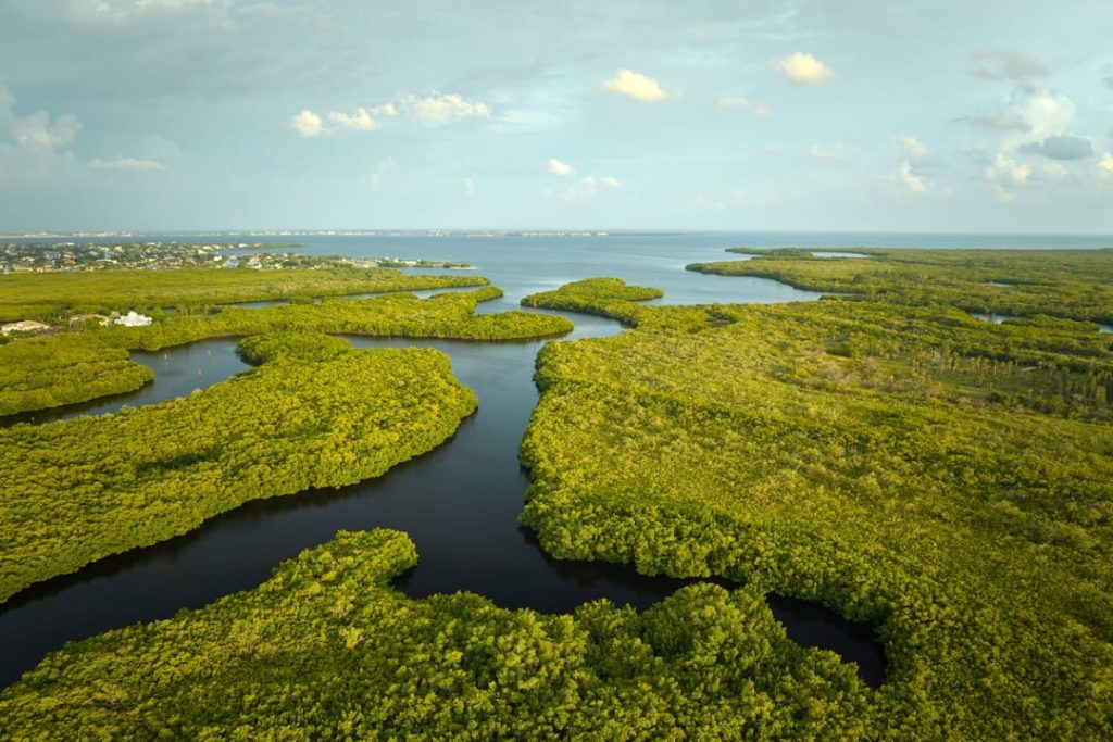 Luchtfoto van groene mangroven met een kronkelende waterweg die uitmondt in de open zee in de Everglades