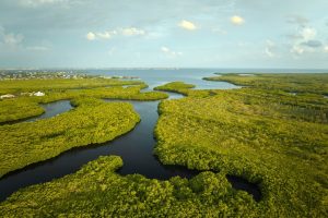 Luchtfoto van groene mangroven met een kronkelende waterweg die uitmondt in de open zee in de Everglades