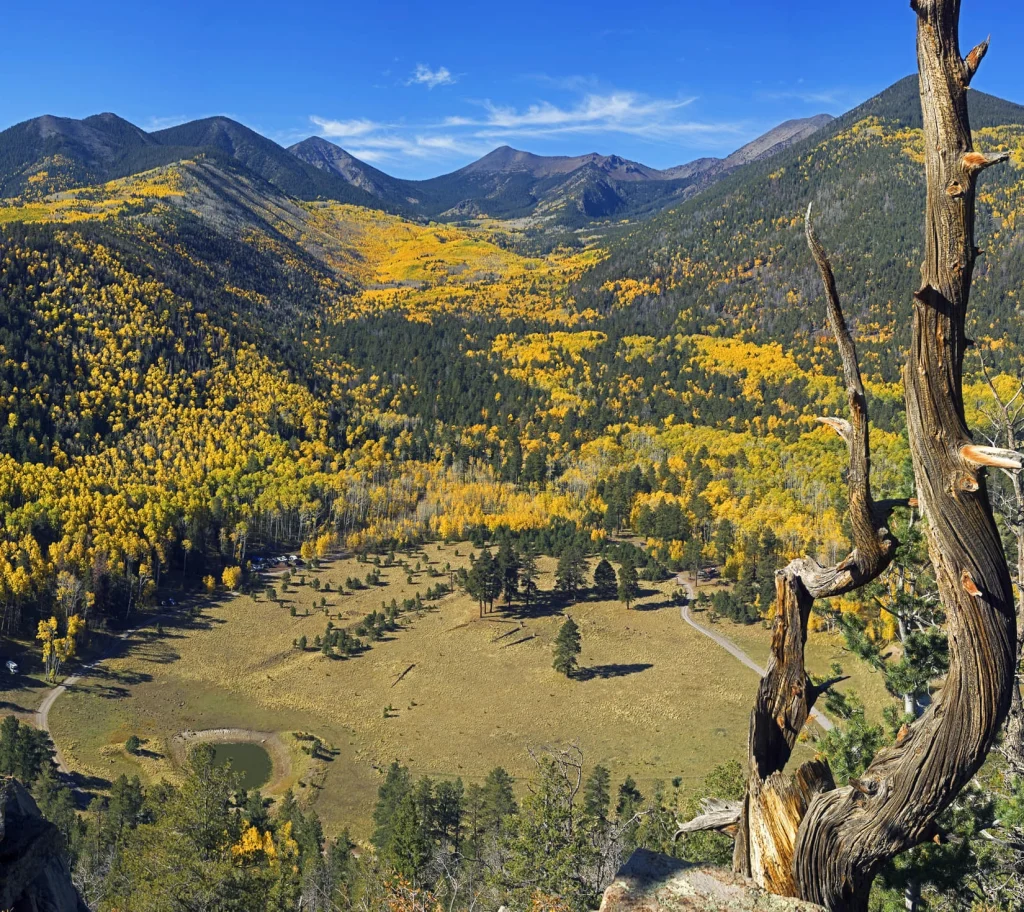 Uitzicht vanaf een hoogte over de Inner Basin bij Flagstaff met goudgele aspen bomen, groene dennen en bergen op de achtergrond