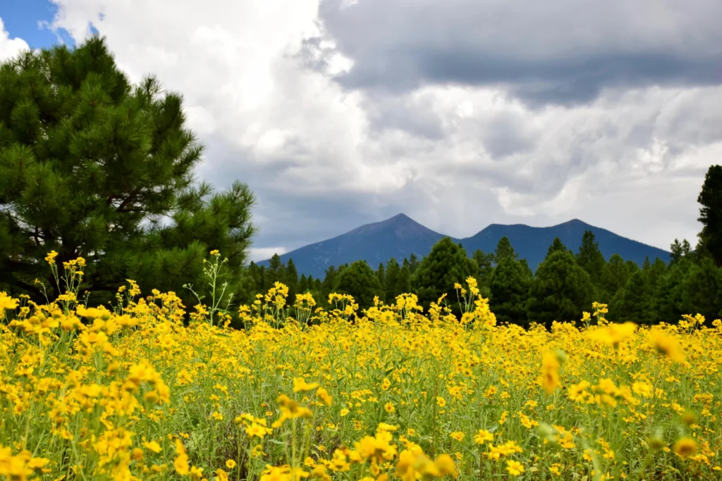 Geel bloeiend bloemenveld met dennenbomen op de voorgrond en de bergtoppen van de San Francisco Peaks in de wolken op de achtergrond