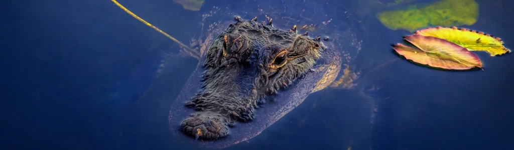 Kop van een alligator die net boven het wateroppervlak uitsteekt tussen waterplanten in Everglades National Park in Florida