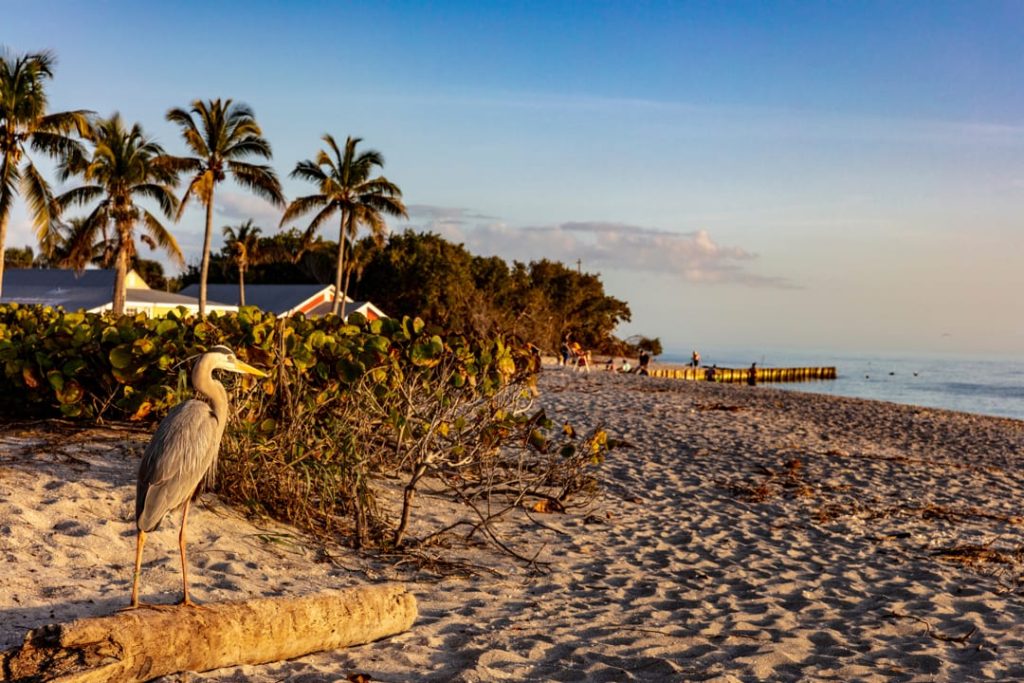 Blauwe reiger staat op een stuk drijfhout op het strand met palmbomen en wandelaars op de achtergrond
