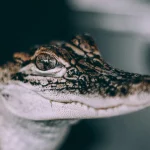 Close-up van de kop van een jonge alligator met scherpe ogen tegen een donkere achtergrond tijdens een swamp and bayou tour