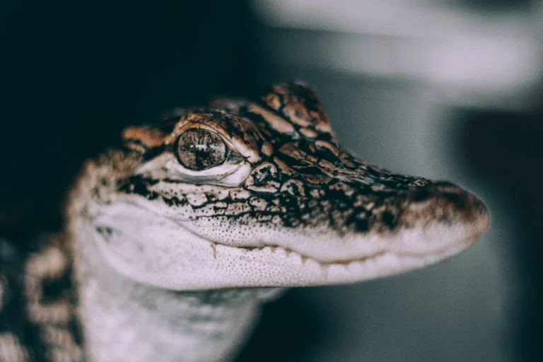 Close-up van de kop van een jonge alligator met scherpe ogen tegen een donkere achtergrond tijdens een swamp and bayou tour