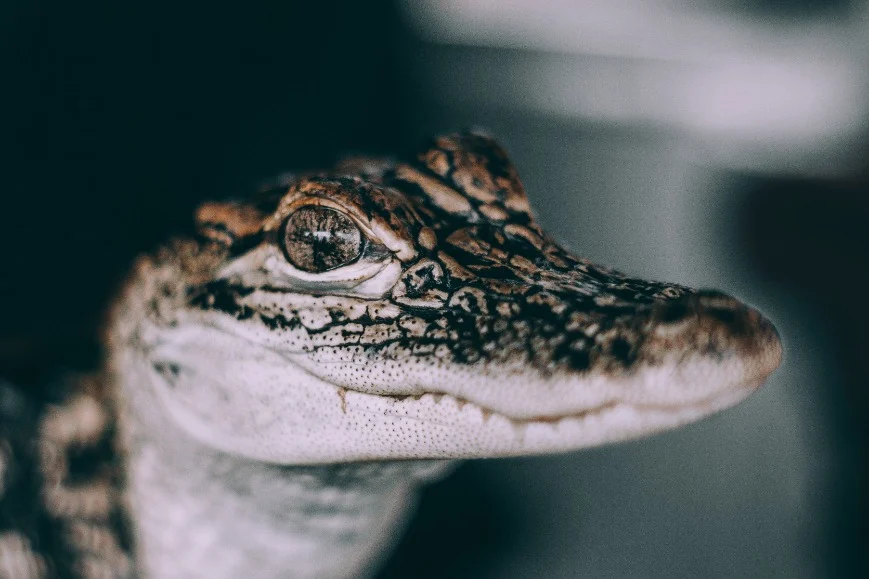 Close-up van de kop van een jonge alligator met scherpe ogen tegen een donkere achtergrond tijdens een swamp and bayou tour