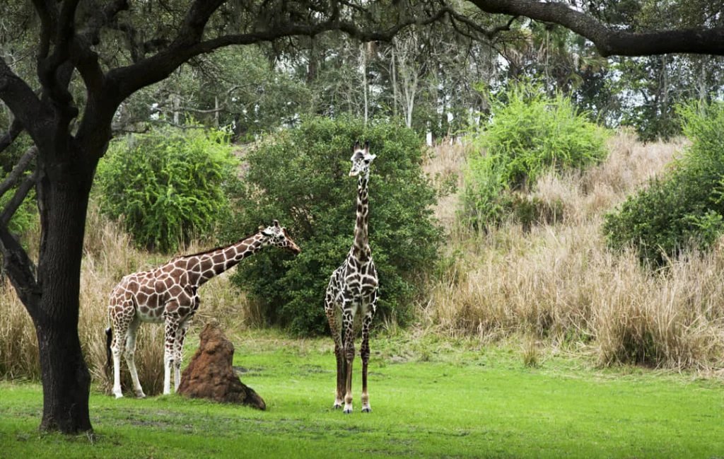 Twee giraffes staan onder een boom in een grasrijke safari omgeving in een Amerikaans pretpark