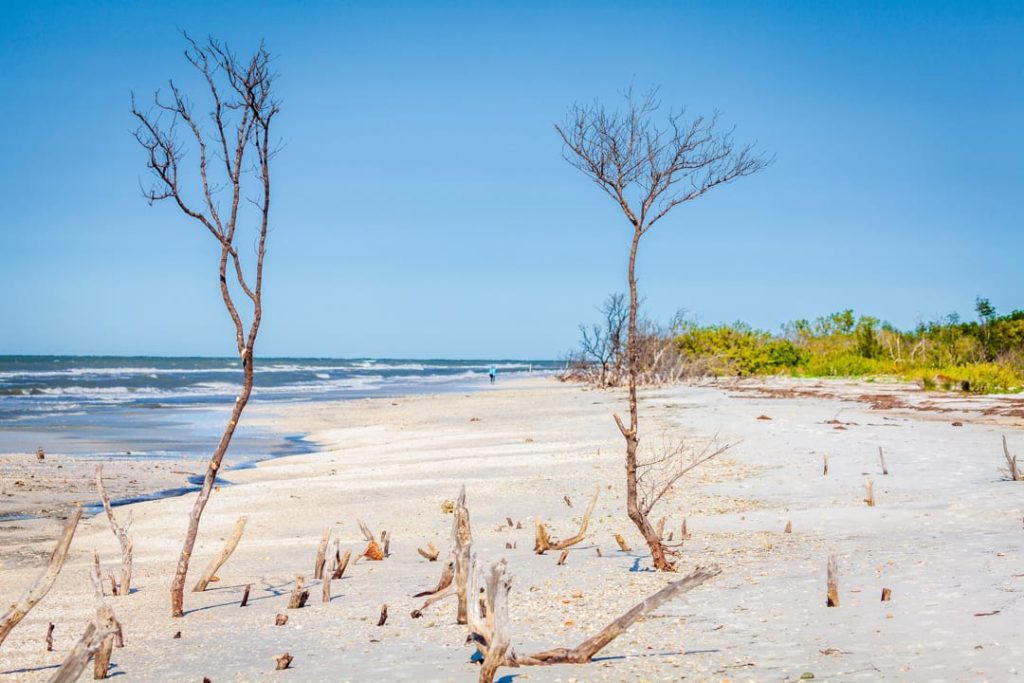 Twee kale boompjes met verspreid drijfhout op een wit zandstrand met golvende zee op de achtergrond