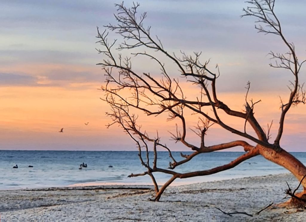 Silhouet van een kale, kronkelige boomtak op het strand met vliegende vogels tegen een roze avondlucht