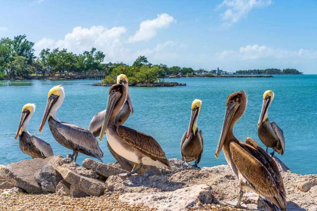 Zes pelikanen staan naast elkaar op rotsen met turquoise water en groene eilandjes op de achtergrond