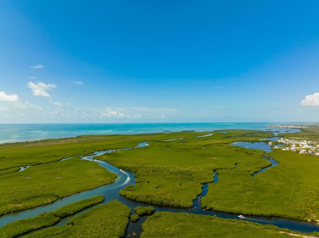 Luchtfoto van een groen mangrovemoeras met kronkelende waterkreken die uitmonden in de open zee
