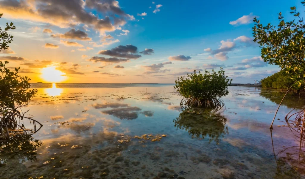 Mangrovestruiken in ondiep water bij zonsondergang met een oranje zon die weerspiegelt in kalm water in de Florida Keys