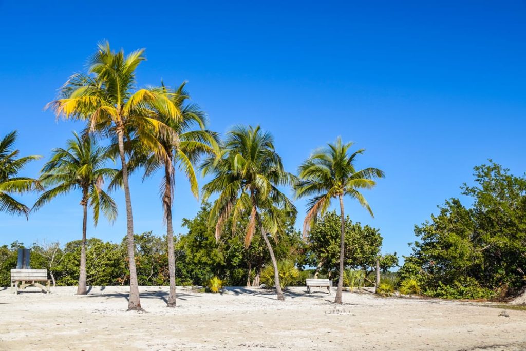 Groep hoge palmbomen met houten picknickbanken op een wit zandstrand onder een strakblauwe lucht