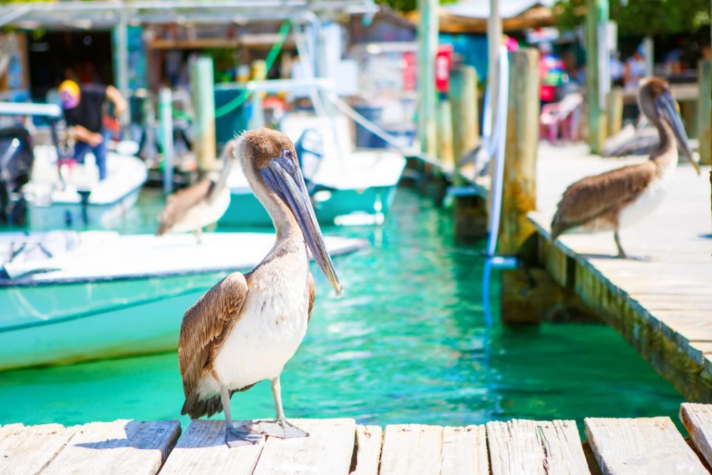 Pelikanen op een houten steiger tussen vissersboten bij een drukke jachthaven in de Florida Keys