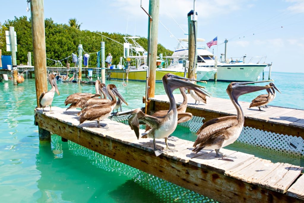 Groep pelikanen op een houten steiger tussen aangemeerde vissersboten in helder turkoois water in de Florida Keys