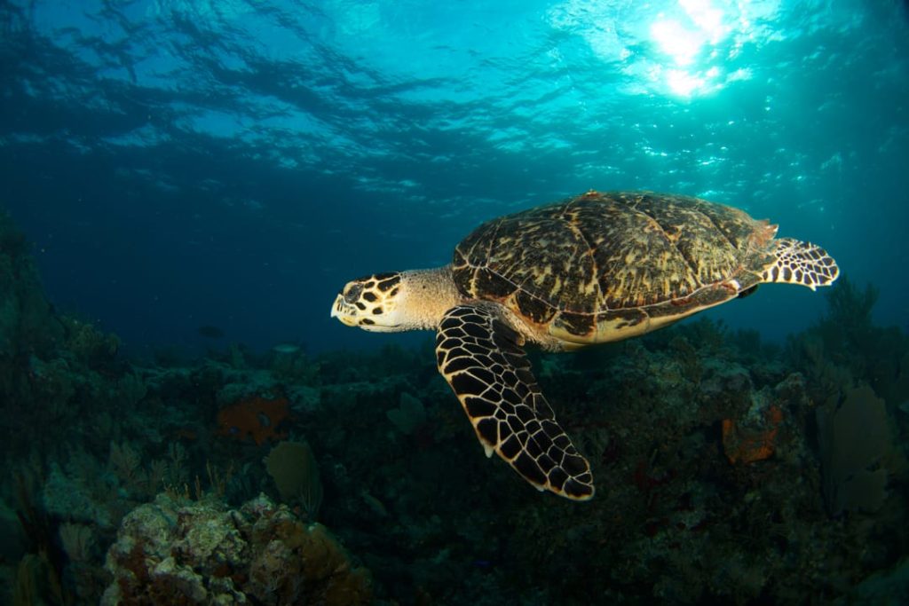 Zeeschildpad met een gevlekt schild zwemt door helder blauw water boven een koraalrif vol zeeleven