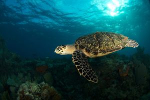 Zeeschildpad met een gevlekt schild zwemt door helder blauw water boven een koraalrif vol zeeleven