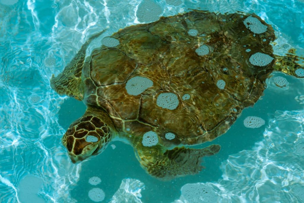 Zeeschildpad zwemt vlak onder het wateroppervlak in helder turquoise water met een gevlekt schild