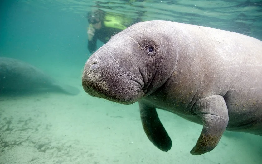 Close-up van een lamantijn onder water met een snorkelaar op de achtergrond in Crystal River, Florida