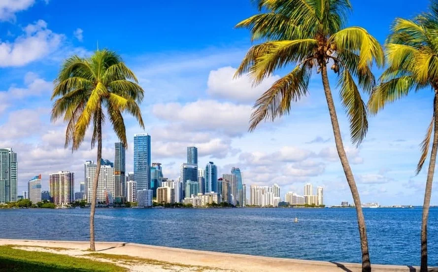 Twee palmbomen aan de waterkant met op de achtergrond de wolkenkrabbers van een Florida skyline onder een blauwe lucht