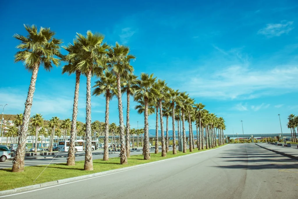 Twee rijen hoge palmbomen omzomen een brede lege weg onder een blauwe lucht in Florida