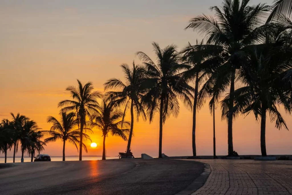 Rij palmbomen in silhouet langs een rustige weg aan het water terwijl de zon feloranje ondergaat