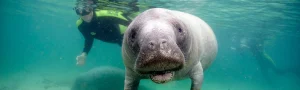 Een lamantijn zwemt vlak voor de camera terwijl een snorkelaar in het heldere water van Crystal River, Florida toekijkt